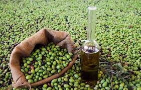 1700 طن الانتاج المتوقع من زيت الزيتون في جرش 1700 طن الانتاج المتوقع من زيت الزيتون في جرش