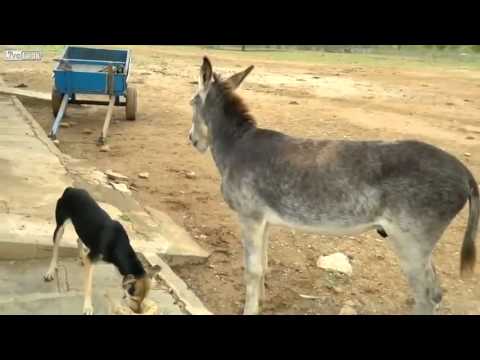 كلب أناني يدفع الثمن غالي!