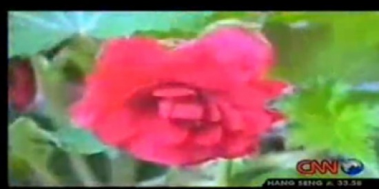 “زهور الأذان” تتفتح مع ارتفاع الأذان وتغلق عند انتهائه ( فيديو )