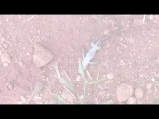 بالفيديو.. مشهد مذهل لجيش نمل يتعاون لحمل سحلية ميتة