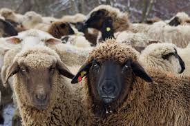 ورشة عن الأسلوب الأمثل في رعاية المواشي بإربد