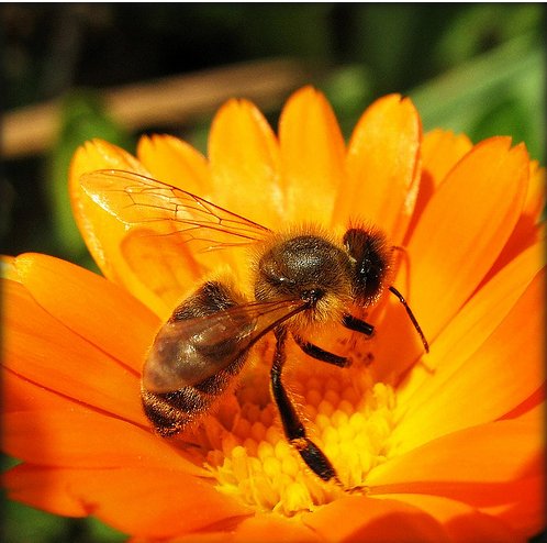 يوم علمي عن الرعاية الشتوية للنحل بإربد