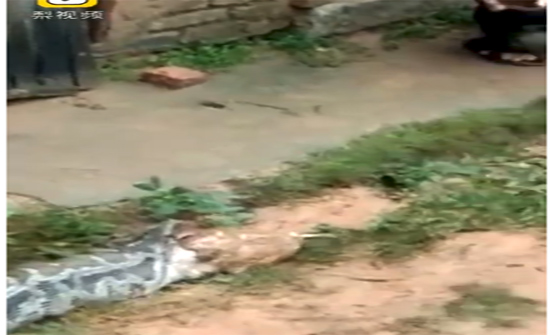 بالفيديو: ثعبان جشع يتقيأ 5 دجاجات سليمة