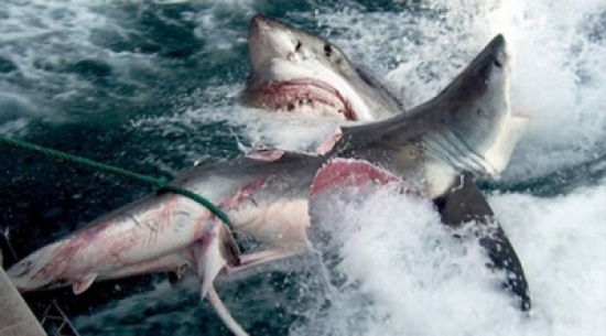 شاهد: معركة شرسة بين سمكتي قرش تنتهي بفقد إحداهما لنصفها