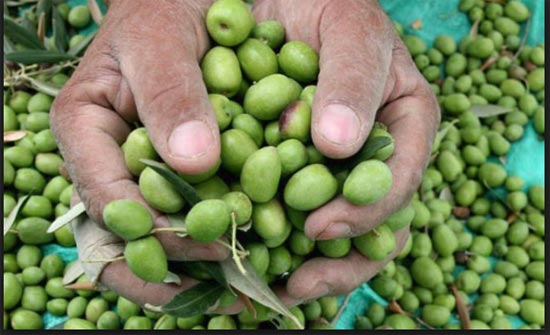 انخفاض كميات الزيتون بالطفيلة 30 بالمائة مقارنة مع العام الماضي