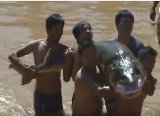 بالفيديو: الآلاف يشاركون بمهرجان صيد السمك في الصين