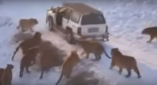 فيديو | شاب حاصره 14 نمراً.. لن تصدق ماذا فعل!