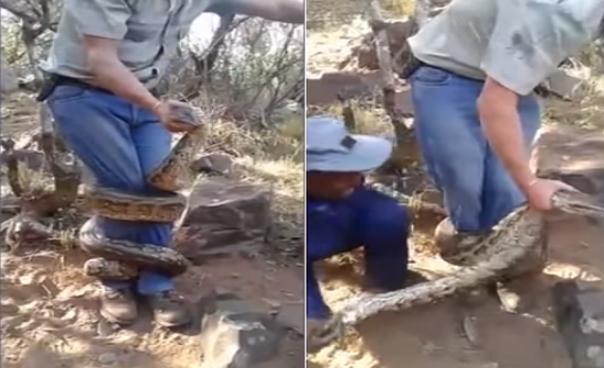 شاهد .. ثعبان ضخم طوله 3 أمتار يلتفّ على ساقي صائد ثعابين !