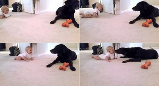 رضيعة تزحف لأول مرة تحصل على مكافأة من كلب
