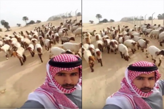 فيديو: شاب سعودي يحلق عالياً بعد استعراض مهاراته أمام خروف