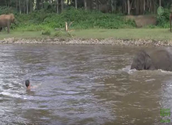 بالفيديو: فيل ينقذ مدربه المفضل من الغرق