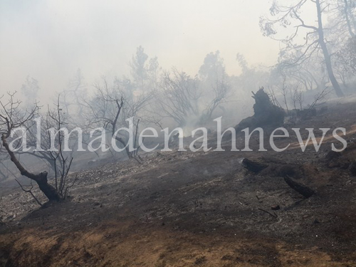 بالصور : اخماد حريق بمساحة 50 دونما في احراش دبين