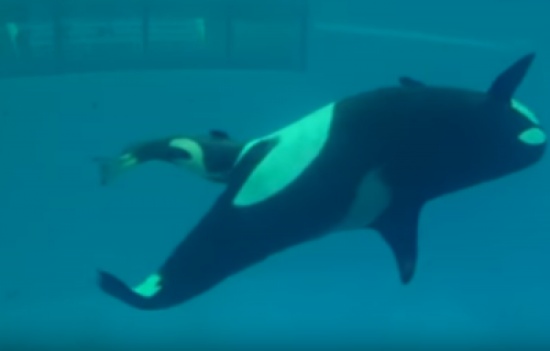 فيديو: لحظة نادرة لولادة صغير الحوت القاتل