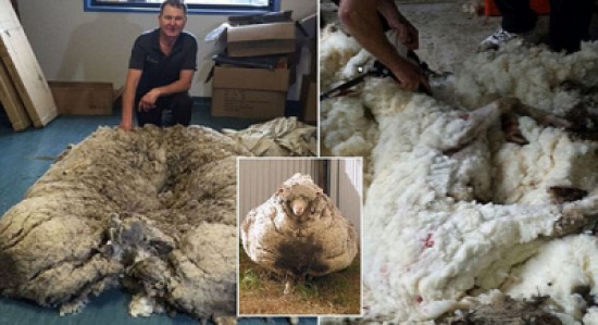 صور: خروف أسترالي يدخل غينيس بأكثر من 40 كيلوغراما من الصوف