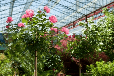 Teaser Ihr Gartenparadies in Köln