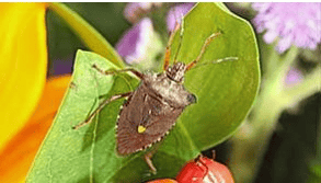 Teaser Schädlingsbekämpfung für Privat, Gewerbe, Kommunen