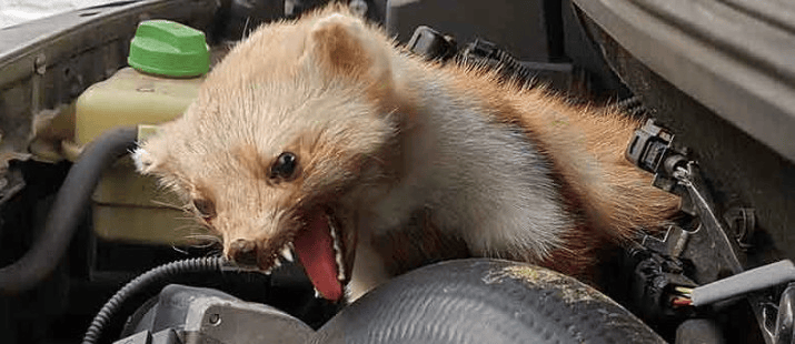 Teaser Rufen Sie jetzt die Profis