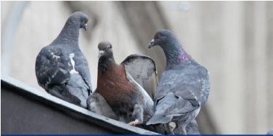 Teaser Rundum-Schutz vor Schädlingen