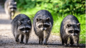 Teaser Wir sind die Profis für Schädlingsbekämpfung