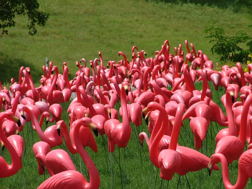 2006 pink flamingo essay