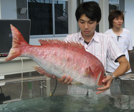 robo fish