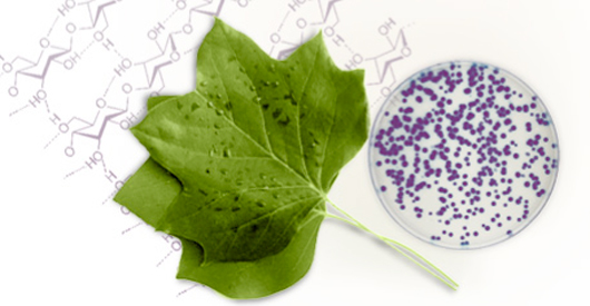 plants to sugar