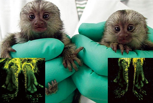 glowing marmoset monkeys