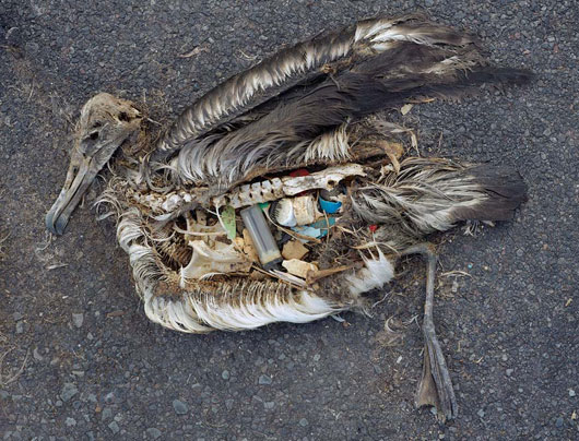 plasticbird_nextnature_530_5.jpg