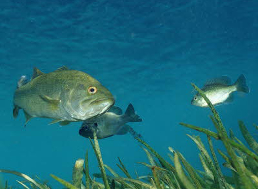 transsexual-fish1.jpg
