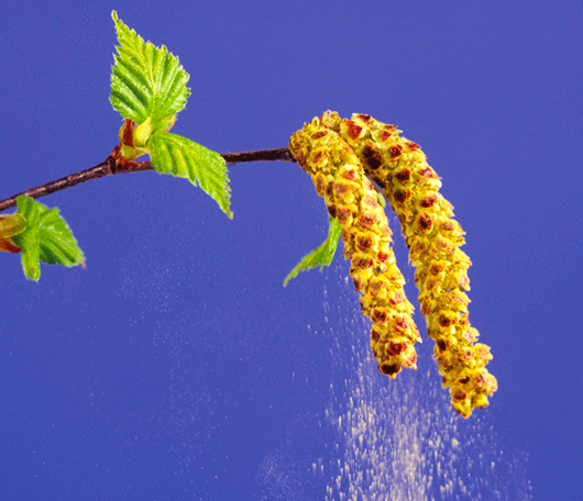 Pollen_tree_530