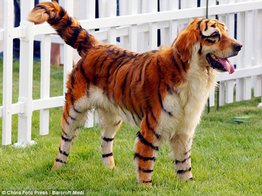 tigerdog_530