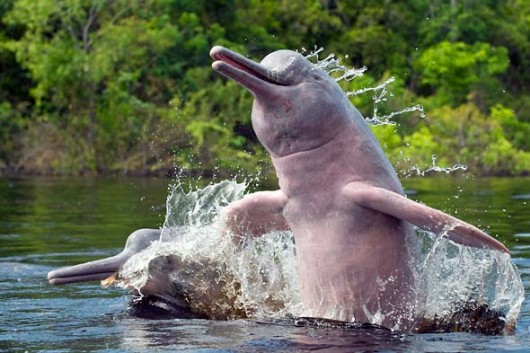 happy-dolphin-530x353