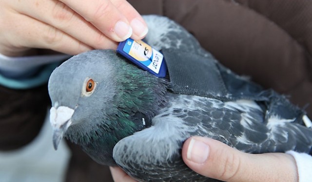 pigeon