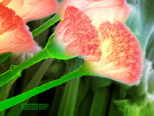 id16903_530