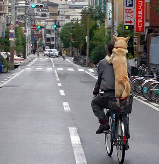 dog_bicycle_edit