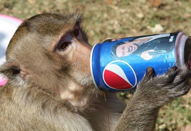 monkey pepsi