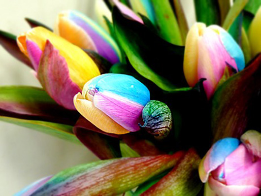 rainbow_tulp_530