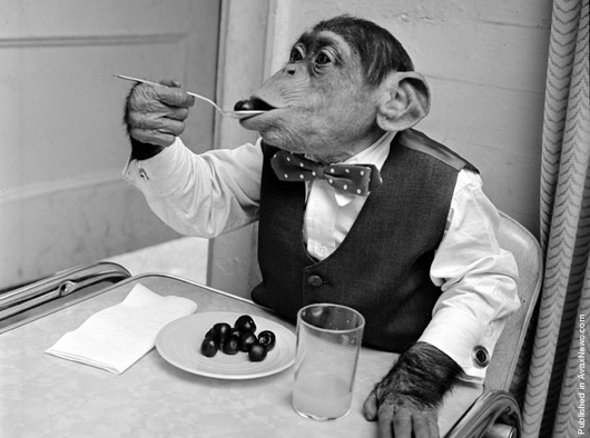 chimp eating grapes