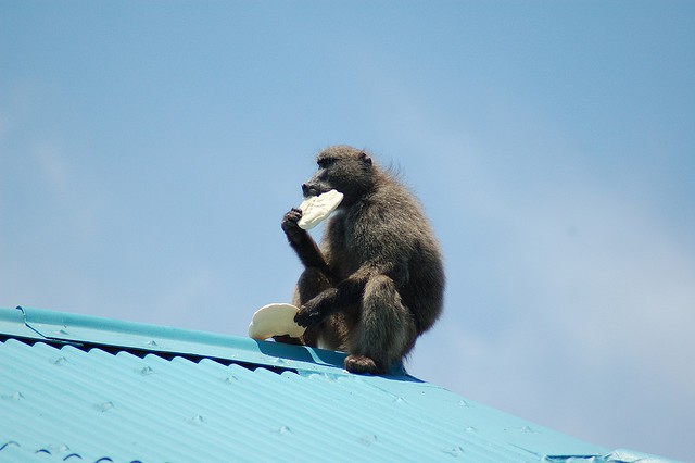 baboon eating bread