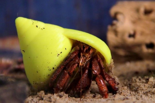 Hermit crab in his new house