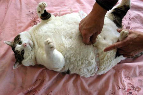 cat being measured with tape