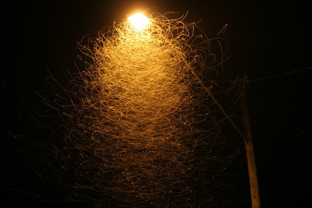 moths flying around a streetlight