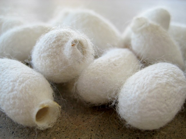 silkworm cocoons