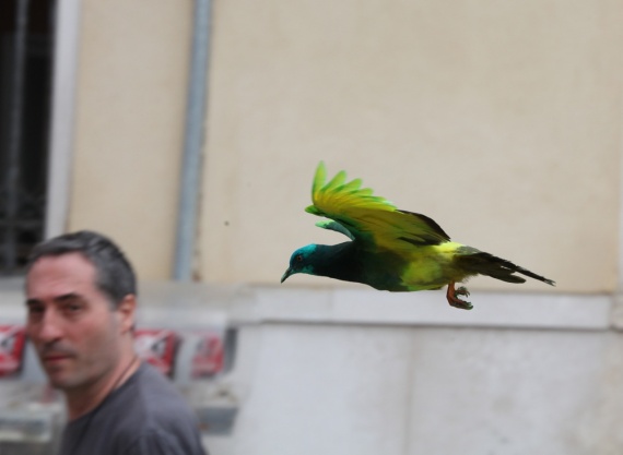 dyed pigeon