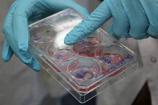 snippets_of_in_vitro_meat