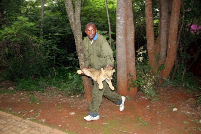 suburban lion cub