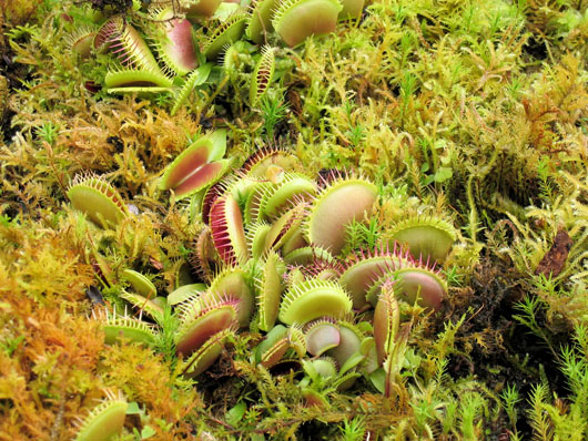 Carnivorous Plants