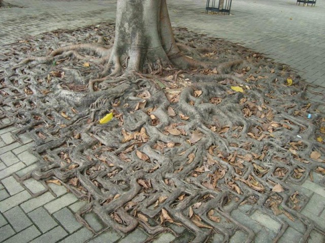 domesticated tree