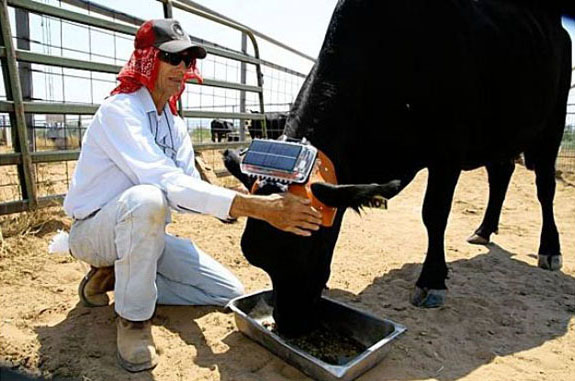 cow fitted with GPS device to control its behavior