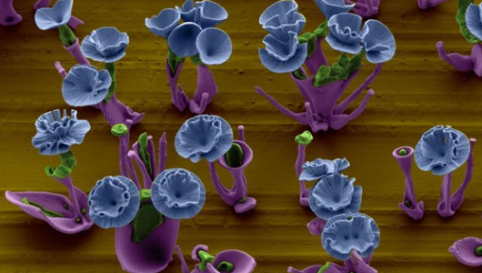 nanoflowers
